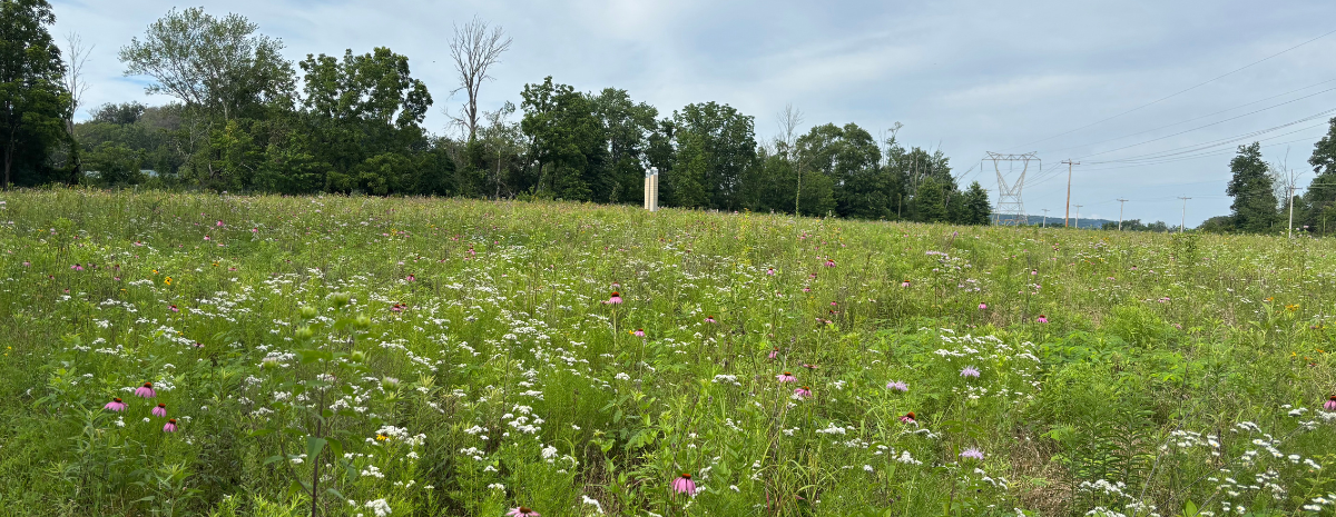 Planting for Pollinators: Meadow Inspiration Tour